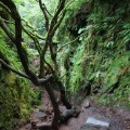 ORG_DSC01740